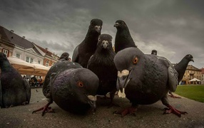 Городские голуби ищут пропитание