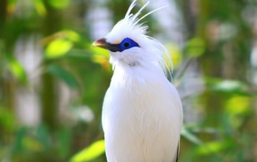 White bird in Bali