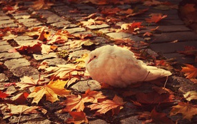 Белый голубь среди осенних листьев