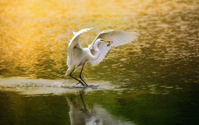 Белая цапля поймала рыбку и собирается улетать