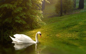 Белый лебедь плывет по спокойной воде