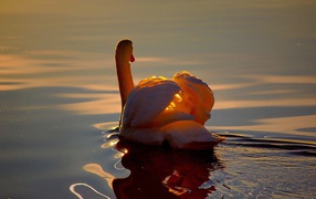 White swan on a lake at sunset