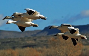 Wild birds in flight