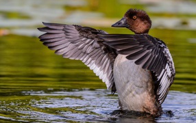 Дикая утка стоит в воде