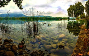 Дикие утки плывут по озеру