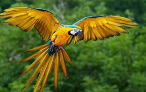 Размах крыльев желтого попугая