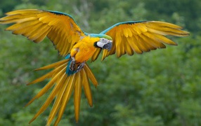 Желтый попугай Ара с синими перьями по краю крыла