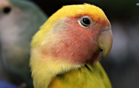 Желтый попугай с красными перьями на голове