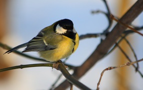 Yellow breast tit on a branch
