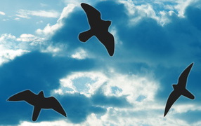 Силуэты птиц на небе