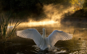 	   Swan on the lake