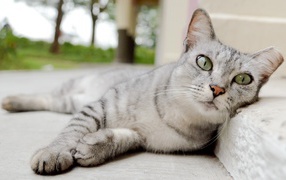 Пепельная кошка с выразительными глазами