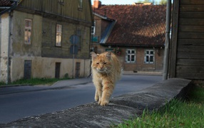 Рыжий, мудрый кот