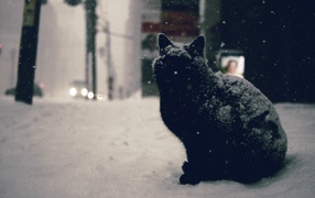 Black Cat in the snow