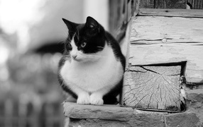 Черно белый кот у деревянной стены
