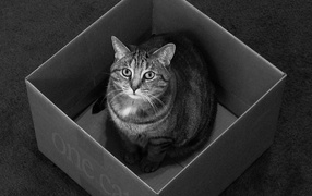 Коробка для одного кота