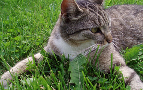 Кошка обнимает землю