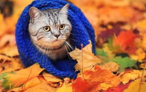 Кот в теплом шарфе на осенней листве