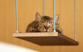 Кот лежит на деревянной полке