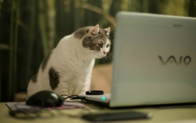 Кот смотрит на экран ноутбука