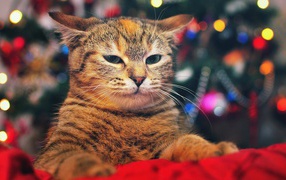 Кот на фоне елки