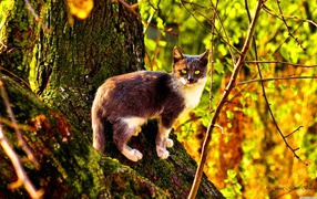 Кот на поросшем мхом дереве