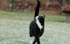 Кот с черным хвостом смотрит вверх