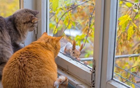 Cats get acquainted with a squirrel