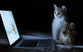 Коты смотрят фотографии