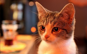 Милая домашняя кошка