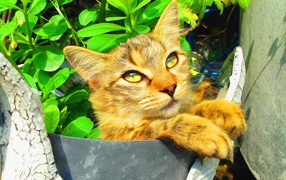 Милый рыжий кот на фоне зелени