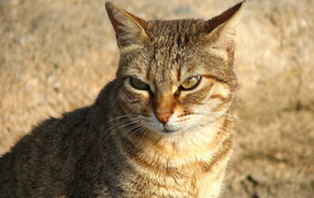 Недовольный большой кот