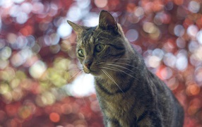 Домашний кот на фоне размытых огней