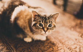 Домашняя кошка сидит на ковре