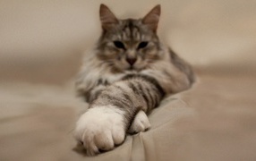 Пушистый кот вытянул лапы вперед