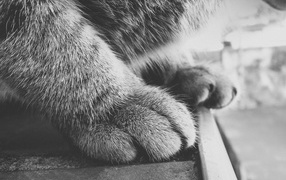 Fluffy cat's paws