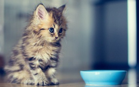 Пушистый котенок у мисочки