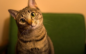 Забавный удивленный кот