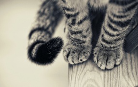 Пушистые лапки и хвост серого кота