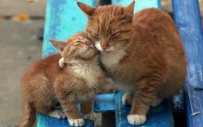 Рыжий котенок с мамой