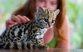 Девушка гладит котенка оцелота