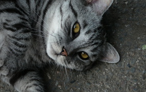 Серый полосатый кот