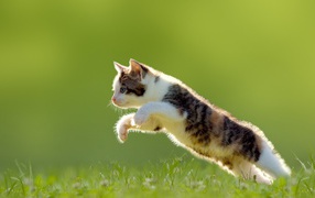 Котенок в прыжке на газоне