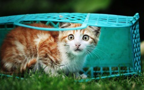 Котенок в голубой корзине