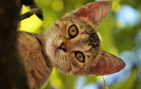 Котенок на дереве