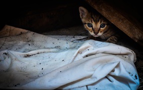 Котенок выглядывает из под доски