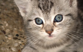 Котенок с серо голубыми глазами