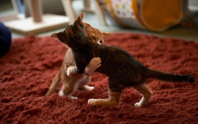 Котята играют на красном ковре