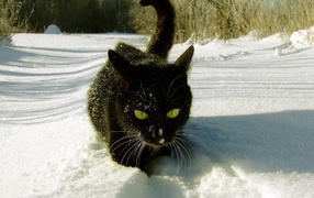 Безумный мартовский кот