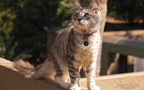 Медальон на ошейнике кошки